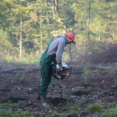 Waldaufforstung mit Plant-My-Tree Waldaufforstung mit Plant-My-Tree
