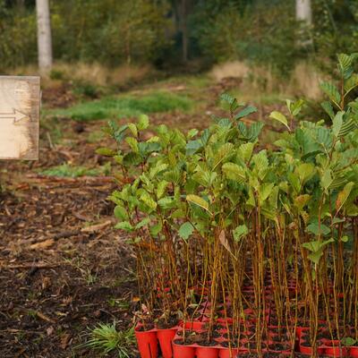 Waldaufforstung mit Plant-My-Tree Waldaufforstung mit Plant-My-Tree