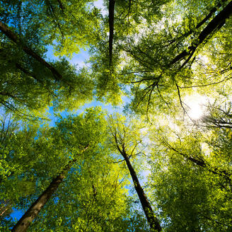 a view up into the trees direction sky